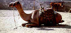 Camel