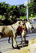 In Jerusalem